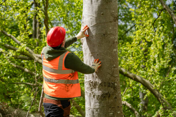 Arborist Consulting
