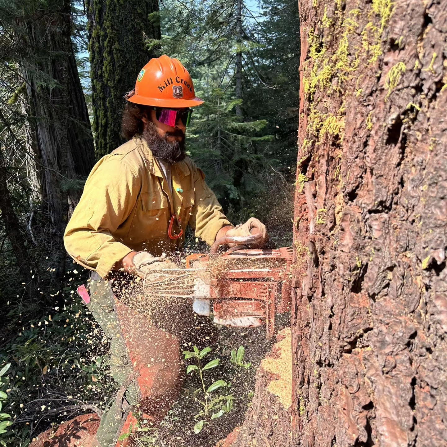 Chandan Singh, Owner & Operator of Redline Tree Services